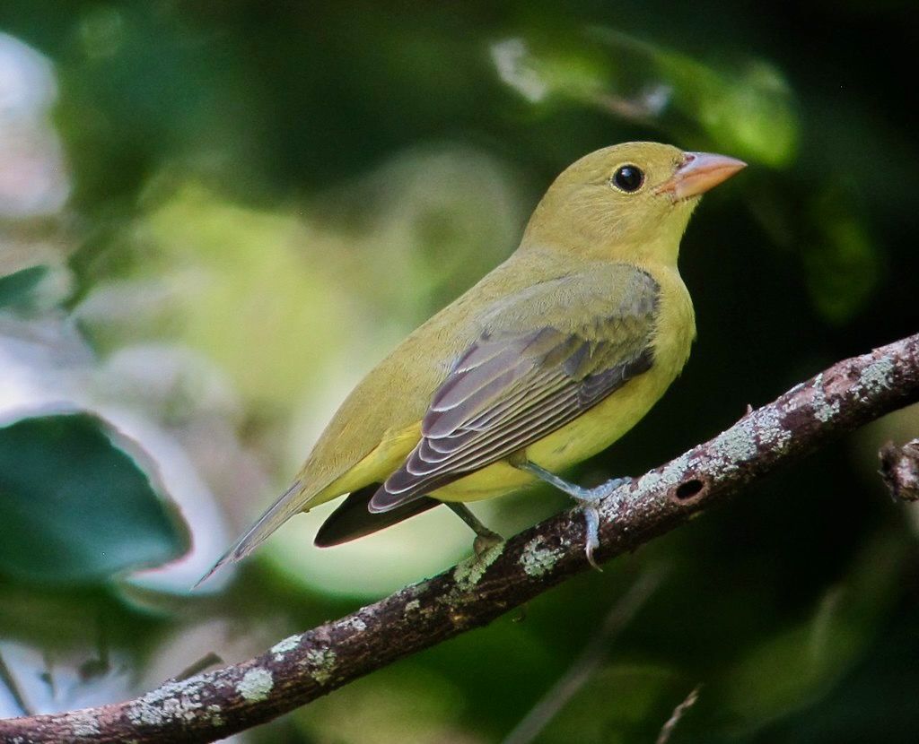 Piranga olivacea / Piranga alinegra / Scarlet Tanager by felixĂș is licensed under CC BY-SA 2.0.